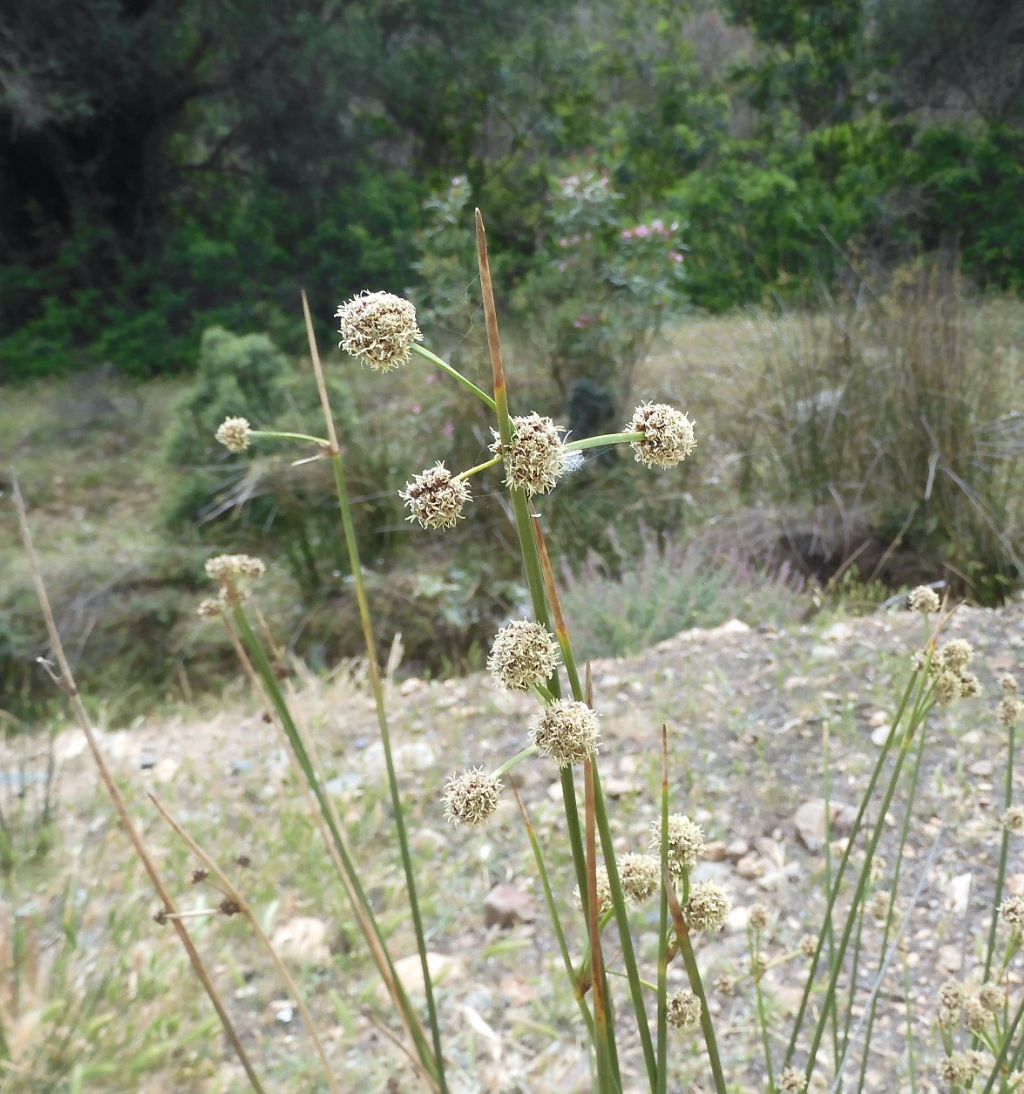 Scirpoides